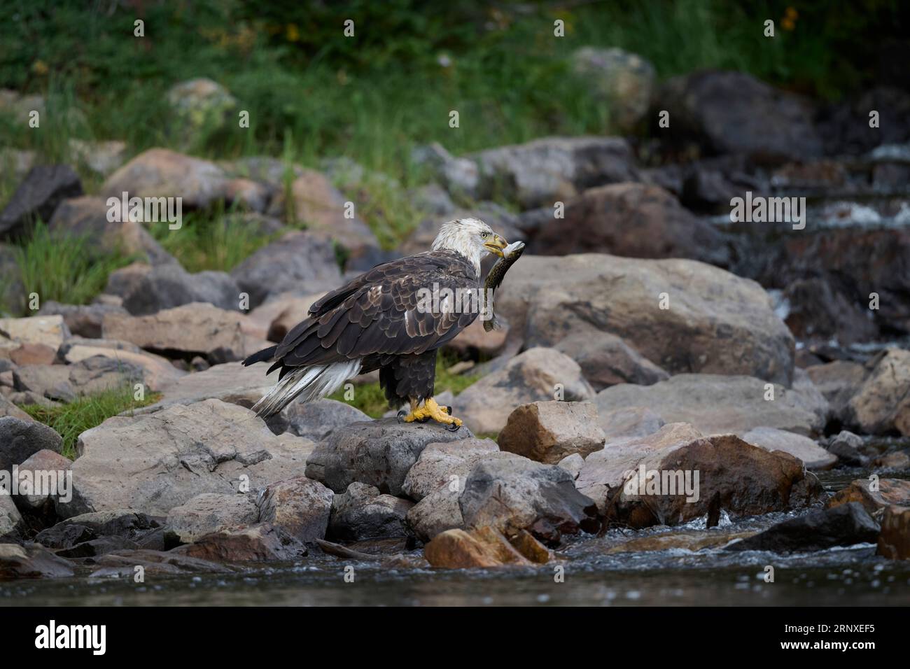 Aquila calva che tiene una trota, Utah Foto Stock