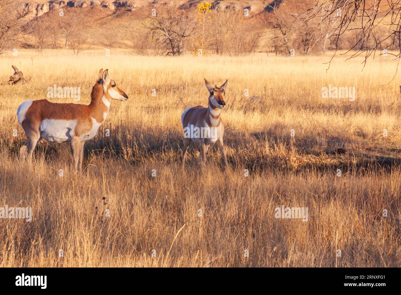 Pronghorn, Antilocapra americana, nel Custer State Park nel South Dakota in autunno. I Pronghorn sono l'animale più veloce del Nord America. Possono correre a 60 km/h. Foto Stock