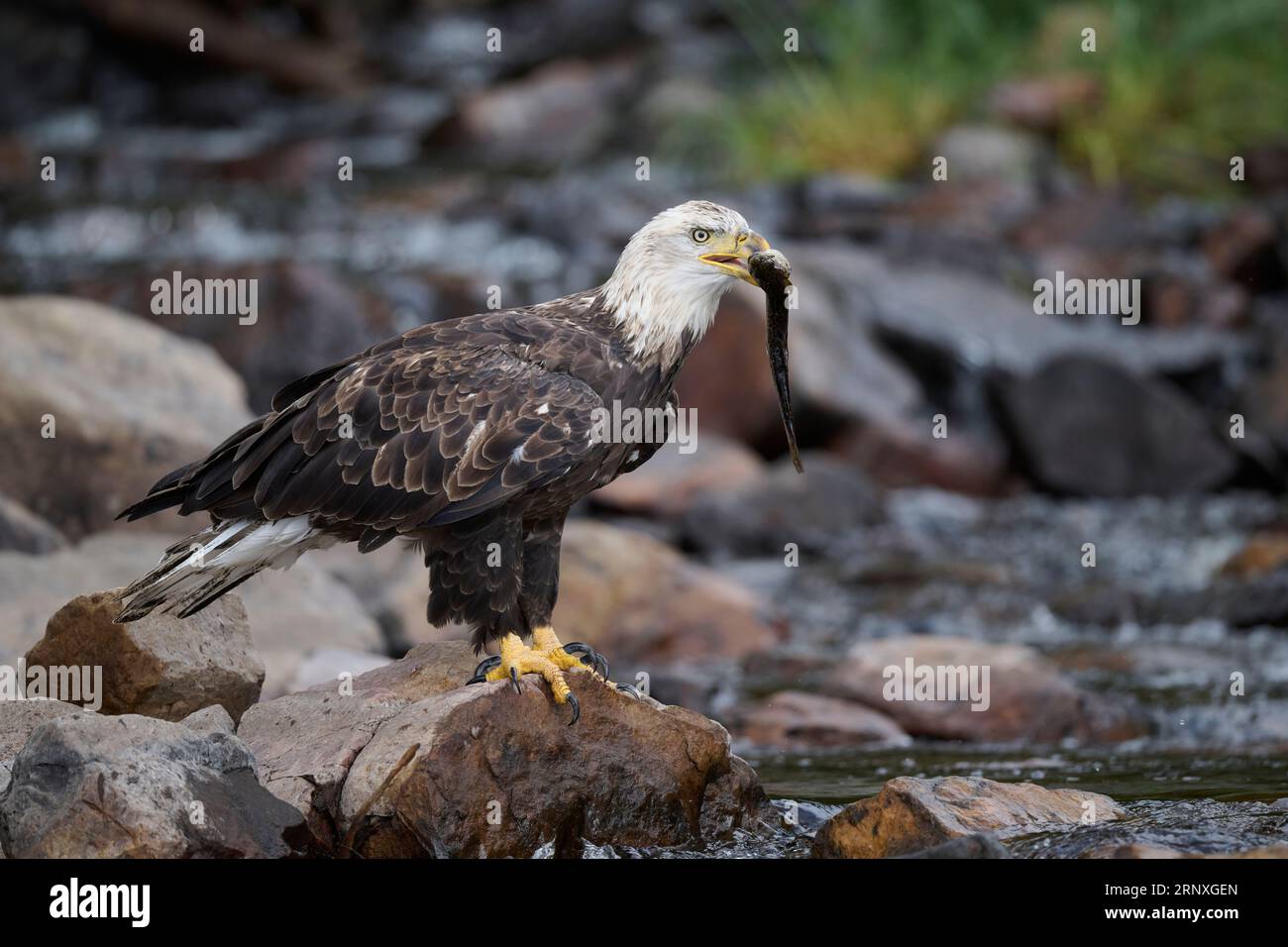 Aquila calva che tiene una trota, Utah Foto Stock