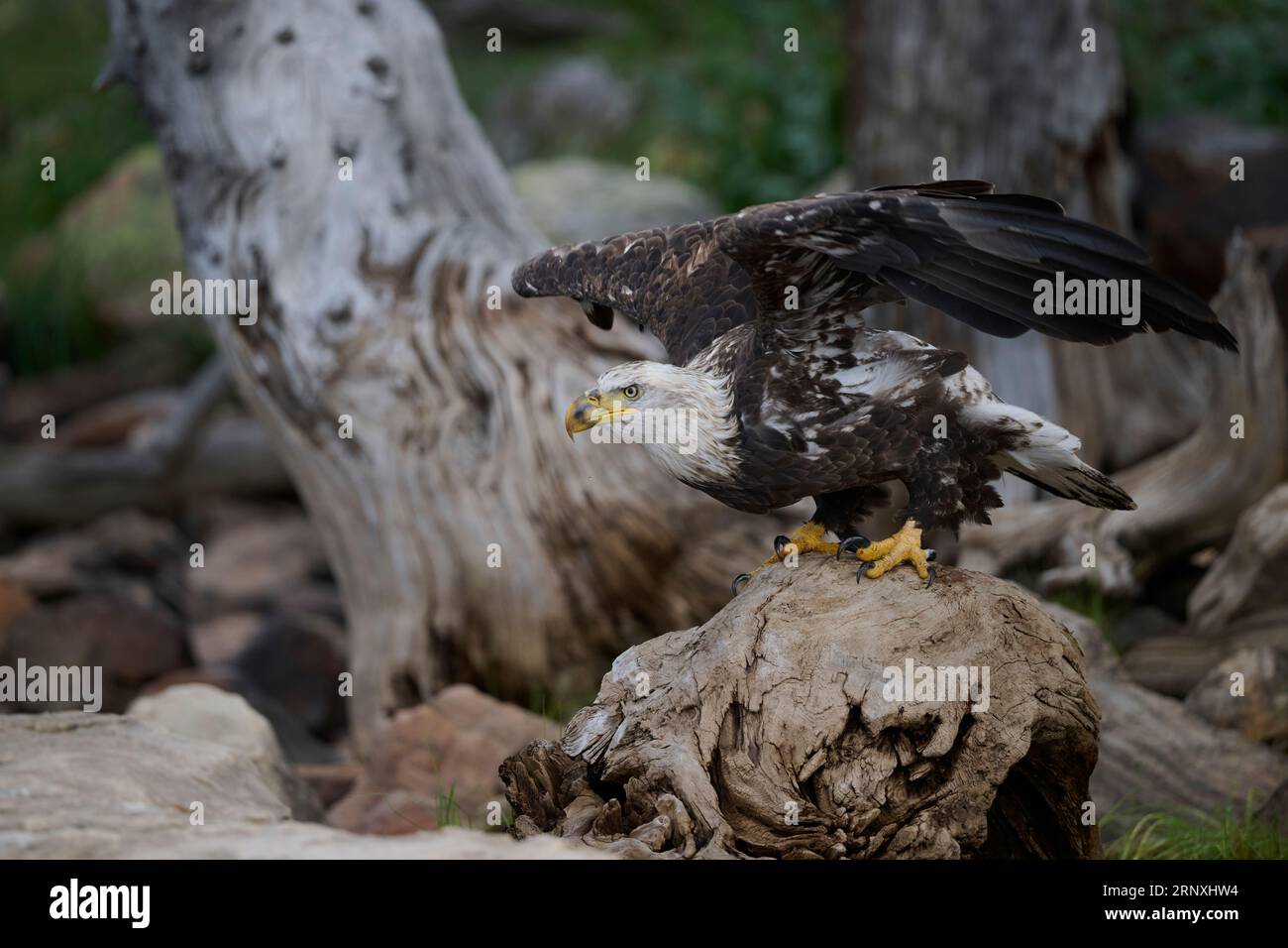 Aquila calva che si prepara a volare, Utah Foto Stock