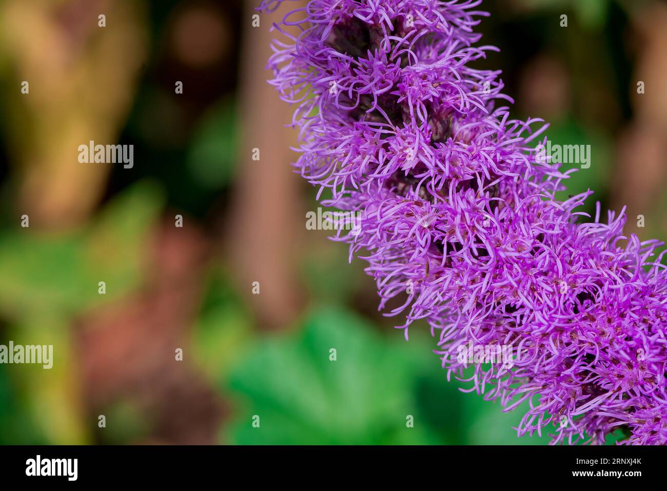 Sfondo naturale nel giardino estivo con fiori Foto Stock