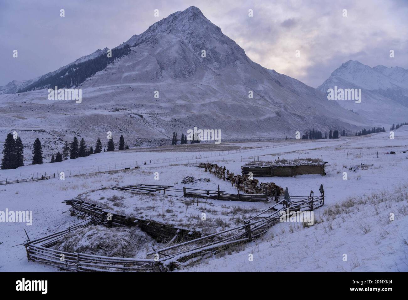 (180203) -- ILI, 3 febbraio 2018 -- Herder Nurkaldi Tursunali guida le sue pecore al pascolo nella valle di Akyaz, nella contea di Zhaosu, nella regione autonoma di Xinjiang Uygur della Cina nord-occidentale, 16 gennaio 2018. A circa 130 chilometri dalla città più vicina, la valle di Akyaz è un importante luogo di pascolo invernale per i pastori della contea di Zhaosu, nello Xinjiang. Nonostante un'altitudine di 2.000 metri, la valle di Akyaz ha un clima più caldo rispetto alle aree circostanti e abbondante erba e acqua. A volte viene definita la valle della vita. Per secoli, l'allevamento è stata una tradizione ancestrale per i kazaki nomadi nello Zhaosu. Migrazione b Foto Stock