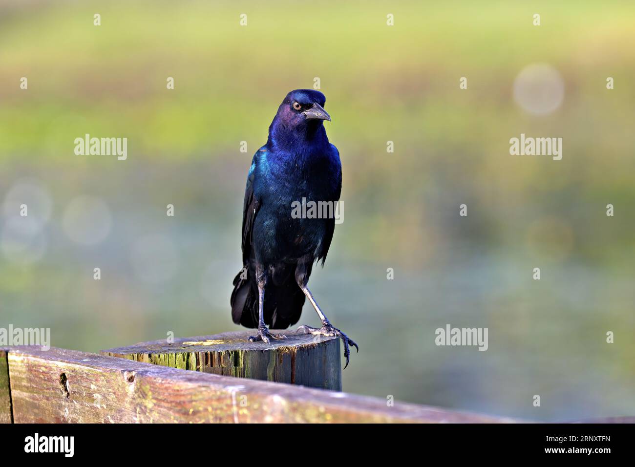 Barca-tailed grackle Foto Stock
