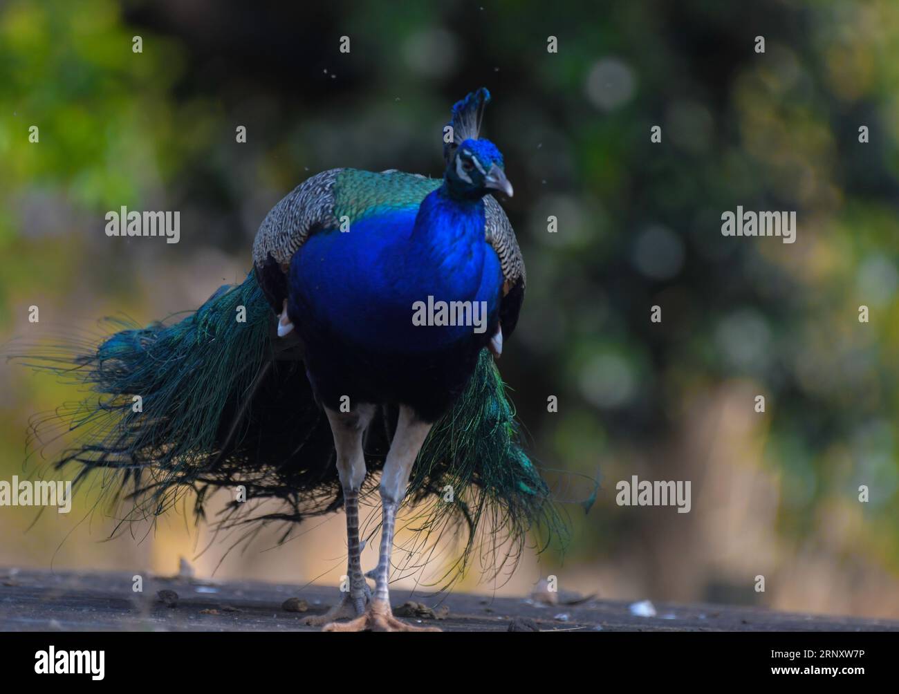Un ritratto indiano o asiatico di pavone o maschio di pavone in natura selvaggia Foto Stock