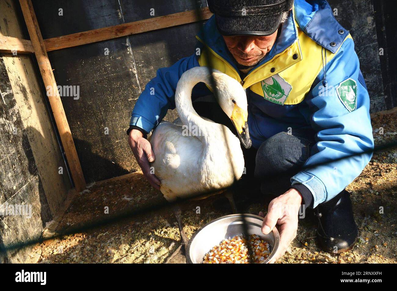 (180216) - JINAN, 16 febbraio 2018 - Yuan Xueshun nutre un cigno ferito in casa nella città di Chengshan della città di Rongcheng, provincia dello Shandong della Cina orientale, 14 febbraio 2018. Yuan Xueshun, soprannominato come guardia del cigno, si è dedicato alla protezione dei cigni per oltre 40 anni. Ha salvato più di 1.000 cigni malati o feriti ed è riuscito a impedire che più di 1.000 mu (66,67 ettari) di zone umide venissero distrutte dal 1975. Grazie agli sforzi fatti da persone come Yuan, il lago dei cigni a Rongcheng è diventato un habitat ideale per i cigni in inverno. (mp) CHINA-SHANDONG-SWAN-PROTECTION (CN) FengxJi Foto Stock