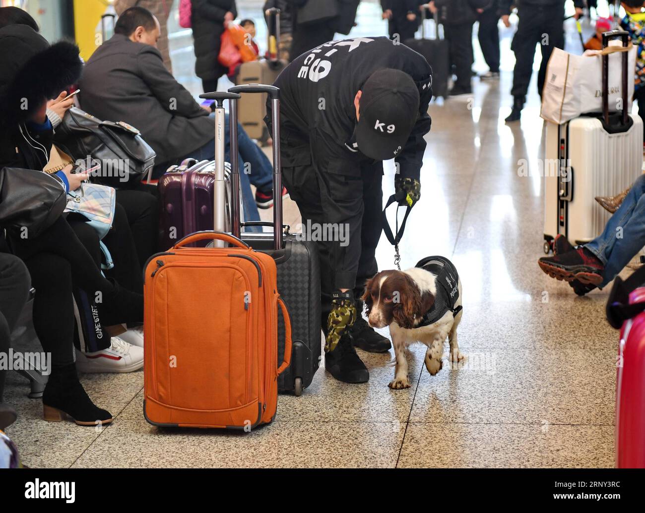 (180225) -- SHIJIAZHUANG , 25 febbraio 2018 -- il cane della polizia Niu Niu controlla i bagagli dei passeggeri nella stazione ferroviaria di Shijiazhuang a Shijiazhuang, capitale della provincia di Hebei della Cina settentrionale, 25 febbraio 2018. I cani della polizia erano occupati a pattugliare nella stazione ferroviaria durante la corsa di viaggi del Festival di Primavera). (lx) CHINA-SHIJIAZHUANG-POLICE DOG(CN) MuxYu PUBLICATIONxNOTxINxCHN Foto Stock