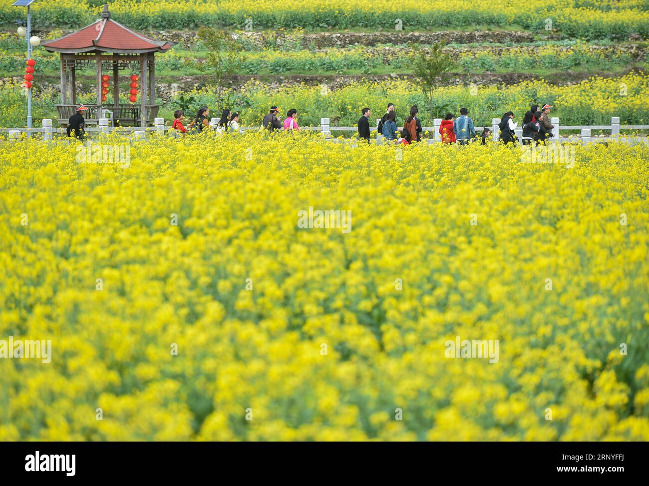 (180317) -- QUANZHOU, 17 marzo 2018 -- i turisti vedono i fiori di cole nella città di Hongshan della città di Quanzhou, provincia del Fujian della Cina sud-orientale, 17 marzo 2018. ) (Ry) CHINA-FUJIAN-QUANZHOU-COLE FLOWERS (CN) SongxWeiwei PUBLICATIONxNOTxINxCHN Foto Stock