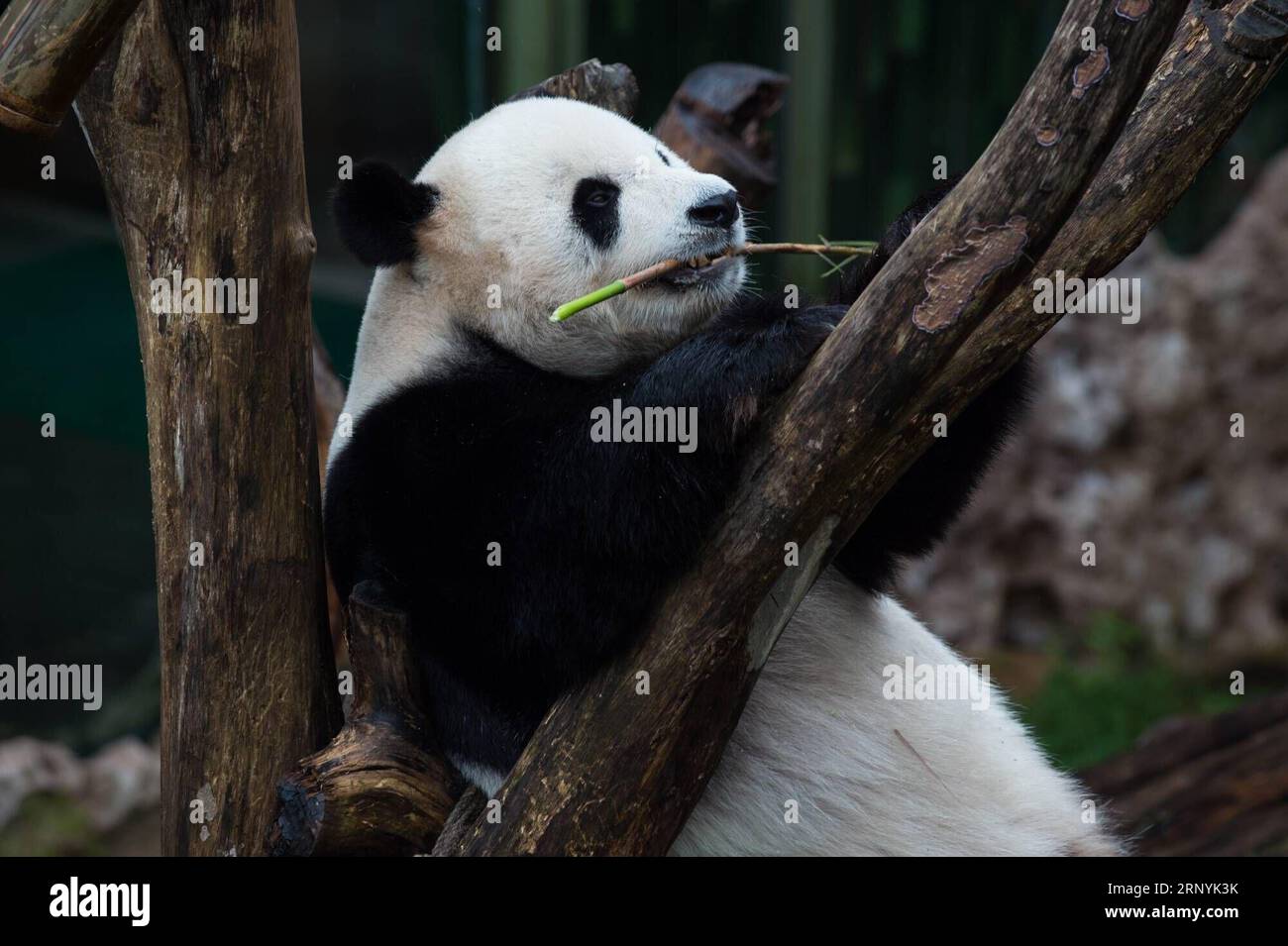 (180324) - BOGOR, 24 marzo 2018 -- foto scattata il 24 marzo 2018 mostra il panda gigante Caitao al Taman Safari Indonesia a Togor, Indonesia, 24 marzo 2018. Un paio di panda giganti Caitao e Huchun sono diventati una delle icone del parco animale indonesiano e hanno attirato l'attenzione degli indonesiani dal loro arrivo lo scorso settembre. (srb) INDONESIA-BOGOR-GIANT PANDA DuxYu PUBLICATIONxNOTxINxCHN Foto Stock