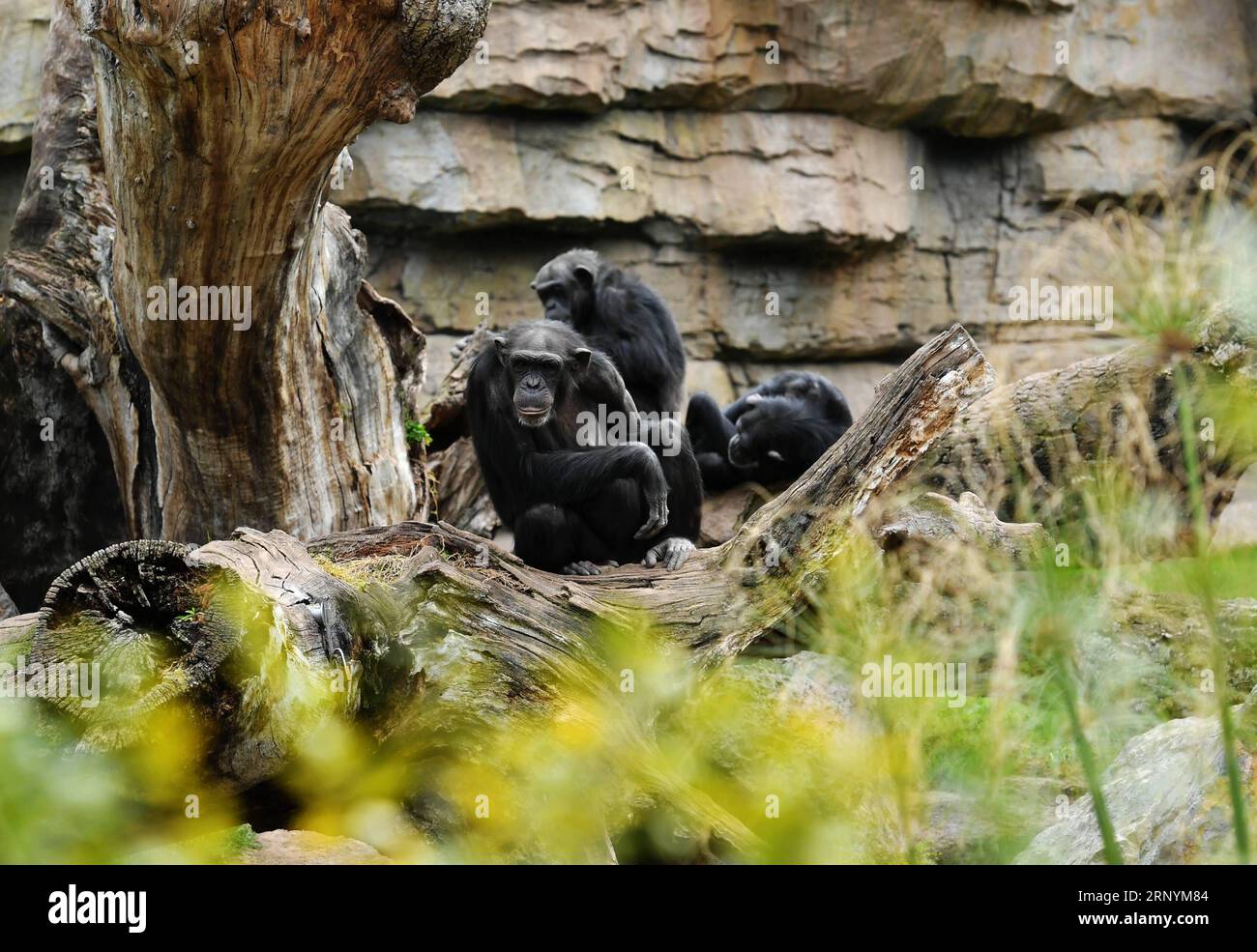 (180326) -- VALENCIA, 26 marzo 2018 -- Bonobos are seen at the bioparc zoo di Valencia, Spagna, 25 marzo 2018. )(jmmn) SPAIN-VALENCIA-BIOPARC ZOO GuoxQiuda PUBLICATIONxNOTxINxCHN Foto Stock