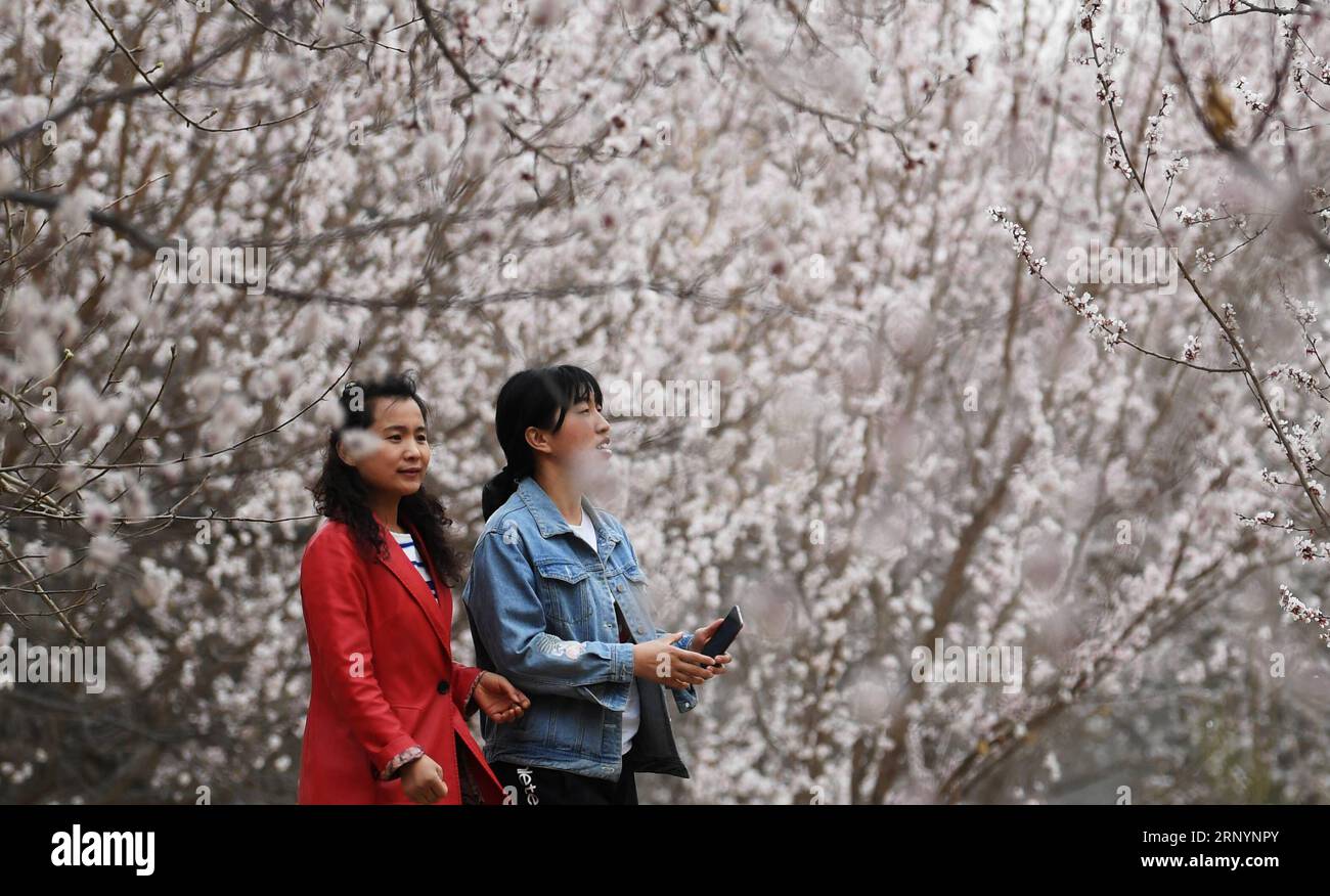 (180328) -- DUNHUANG, 28 marzo 2018 -- i turisti si godono i fiori di albicocca in un giardino di albicocche a Dunhuang, provincia del Gansu della Cina nord-occidentale, 28 marzo 2018. ) (lmm) CHINA-GANSU-DUNHUANG-ABICOT BLOSSOM (CN) ChenxBin PUBLICATIONxNOTxINxCHN Foto Stock