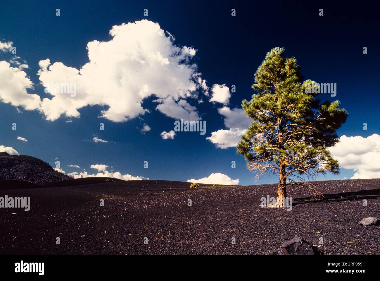 Tree Sunset Crater Volcano National Monument   Flagstaff, Arizona, USA Foto Stock