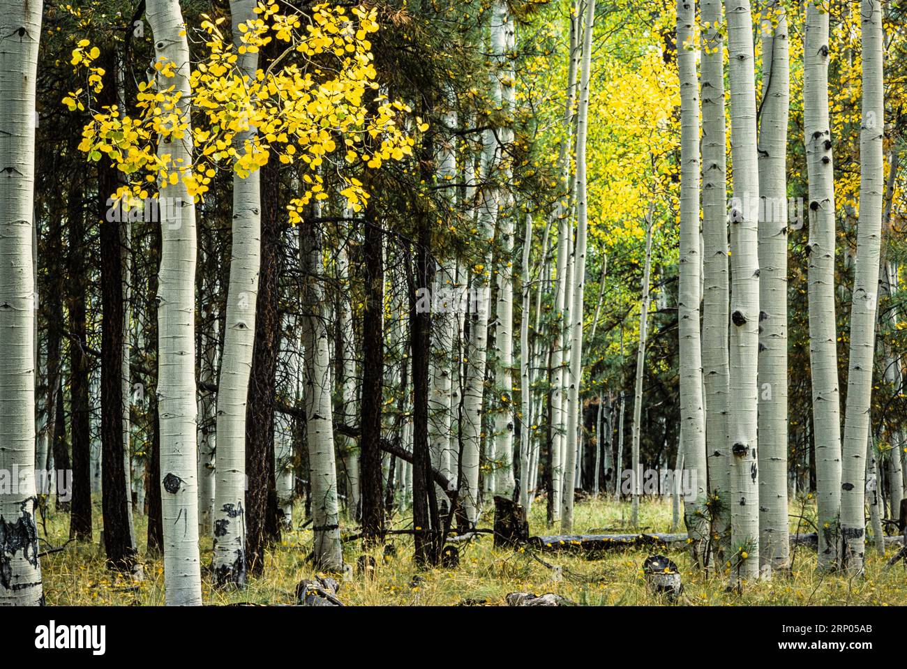 Autunno Foliage dalla Route 180   Flagstaff, Arizona, USA Foto Stock