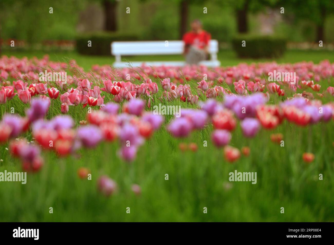 (180425) -- KAMNIK (SLOVENIA), 25 aprile 2018 -- i tulipani sono stati visti all'arboreto Volcji Potok vicino a Kamnik, in Slovenia, il 25 aprile 2018. Più di due milioni di tulipani nell'arboreto di Volcji Potok e in altri bulbi primaverili che fioriscono alla fine di aprile annunciano l'arrivo della primavera). SLOVENIA-KAMNIK-TULIPS MaticxStojs PUBLICATIONxNOTxINxCHN Foto Stock