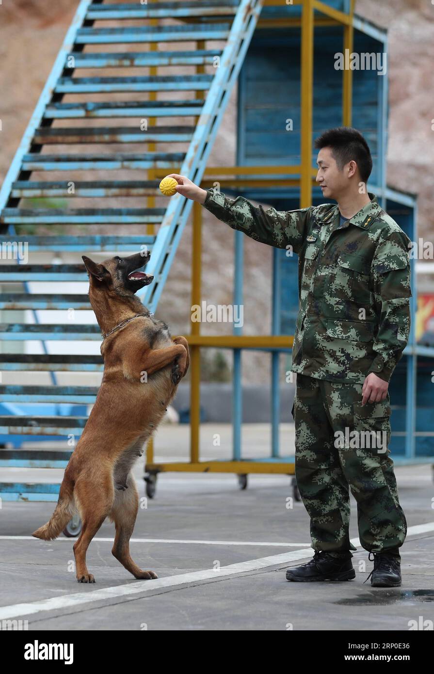 (180509) -- CHENGDU, 9 maggio 2018 -- l'ufficiale dei vigili del fuoco Jiang Yuhang allena un cane di salvataggio nella città di Kaili, nella provincia di Guizhou, nel sud-ovest della Cina, 7 maggio 2018. Il 17 maggio 2008, Jiang, un dipendente dell'amministrazione stradale di 20 anni, fu estromesso dai vigili del fuoco, 123 ore dopo essere rimasto intrappolato nelle macerie della cittadina di Yingxiu della contea di Wenchuan, nella provincia del Sichuan della Cina sud-occidentale. Jiang è sopravvissuto al terremoto di magnitudo 8,0 che ha colpito la contea di Sichuan S Wenchuan il 12 maggio 2008. Il terremoto ha causato più di 69.000 morti, 374.000 feriti, 18.000 dispersi e milioni di senzatetto. L'ha detto Jiang Foto Stock