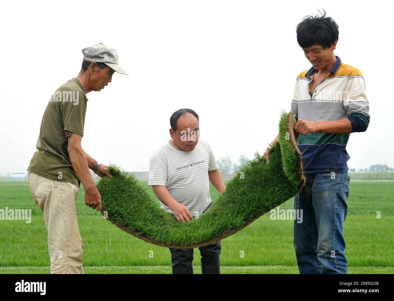 (180513) -- CANGZHOU, 13 maggio 2018 -- Liu Jie (C) insieme ai membri della sua cooperativa di piantagioni di prati guarda sulla qualità del prato al villaggio di Xiaomazhuang della contea di Cangxian, nella provincia di Hebei nella Cina settentrionale, 12 maggio 2018. A meno di 1,2 metri di altezza, il 36enne Liu Jie, un villaggio nato nella contea di Cangxian, ha una disabilità fin dalla sua infanzia. Nel 2009, le ampie prospettive nella piantagione di prati commerciali ispirarono Liu, che lo portò alla strada per avviare un'attività su di esso. Nonostante molte battute d'arresto, Liu non ha mai rinunciato ai suoi affari. Nel 2015, Liu istituì una cooperativa di piantagioni di prati, in cui vi locale Foto Stock