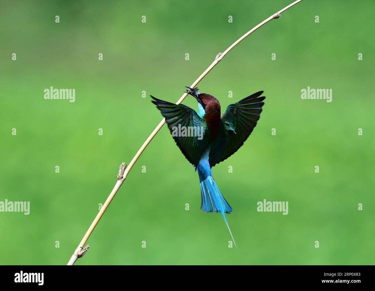 (180528) -- FUZHOU, 28 maggio 2018 -- A Blue throated bee-eat forages at Houlou Village, Yangzhong Town, Youxi County, South East China S Fujian Province, 25 maggio 2018. ) (Lb) CHINA-FUJIAN-ENVIRONMENT-WILD BIRD (CN) MeixYongcun PUBLICATIONxNOTxINxCHN Foto Stock