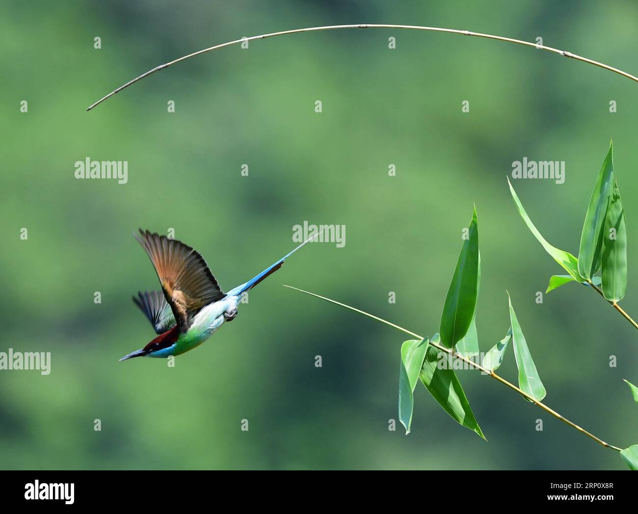 (180528) -- FUZHOU, 28 maggio 2018 -- Un mangiatore di api dalla gola blu vola al villaggio di Houlou, città di Yangzhong, contea di Youxi, provincia del Fujian della Cina sudorientale, 25 maggio 2018. ) (Lb) CHINA-FUJIAN-ENVIRONMENT-WILD BIRD (CN) MeixYongcun PUBLICATIONxNOTxINxCHN Foto Stock