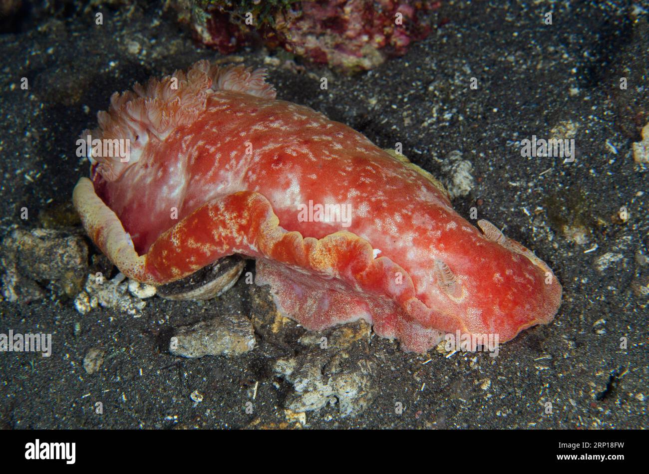 Ballerino spagnolo, Hexabranchus sanguineus, immersione notturna, sito di immersione delle piramidi, Amed, Karangasem, Bali, Indonesia Foto Stock