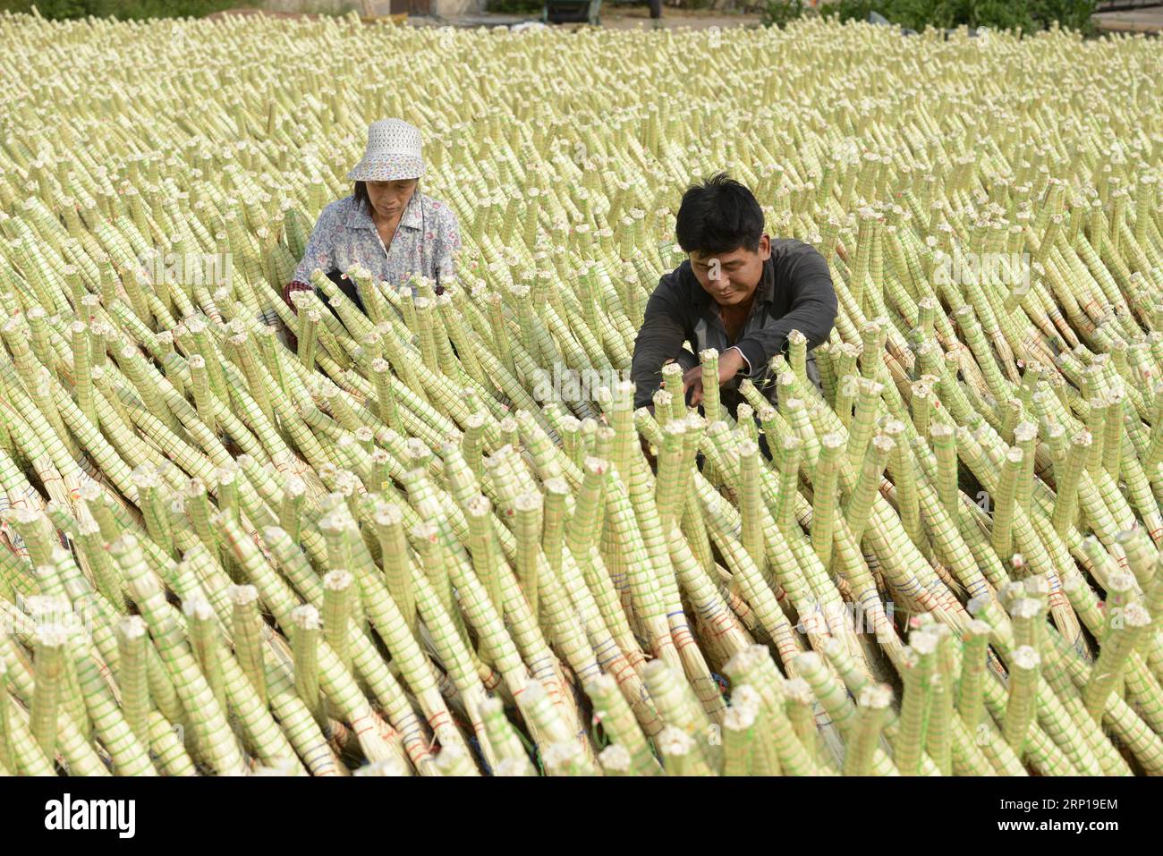 (180619) -- LAOTING, 19 giugno 2018 -- il personale gestisce le scope crogiolate al sole in una cooperativa professionale di scopa a Maozhuang città della contea di Laoting, nella provincia di Hebei, nella Cina settentrionale, 19 giugno 2018. La città di Maozhuang ha una lunga storia nelle scope fatte a mano. Negli ultimi anni, la città ha istituito diverse cooperative professionali su scopa per gestire intensamente questa industria specializzata. Al momento, le scope prodotte in città sono state vendute a molti mercati esteri come la Corea del Sud e il Giappone, con guadagni annuali di esportazione che hanno raggiunto oltre 20 milioni di yuan (3,09 milioni di dollari USA). (SXK) CHINA-HEBEI-LAOTING-IND Foto Stock