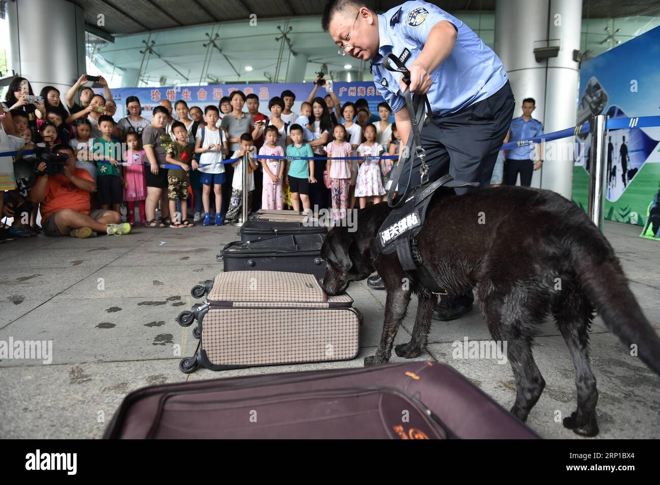 (180624) -- GUANGZHOU, 24 giugno 2018 -- i bambini guardano il rilevamento di un cane che prende in giro la droga presso la dogana di Guangzhou, capitale della provincia del Guangdong della Cina meridionale, il 24 giugno 2018. La dogana di Guangzhou e il Palazzo dei bambini di Guangzhou No. 2 hanno tenuto congiuntamente l'attività di open day per i bambini per conoscere la lotta contro il traffico di droga. (Yxb) CHINA-GUANGZHOU-DRUG-SNIFFING DOGS (CN) LiangxXu PUBLICATIONxNOTxINxCHN Foto Stock