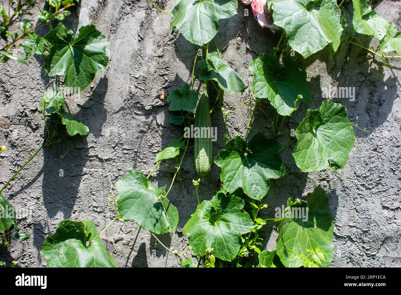 Il luff egiziano, il «luff gourd», il cetriolo egiziano o il luff vietnamita, è una specie di vite coltivata annualmente per i suoi frutti, Foto Stock