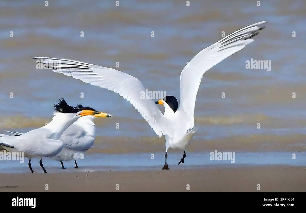 (180705) -- FUZHOU, 5 luglio 2018 -- tre Sterne cinesi creste giocano sulla zona umida del fiume Minjiang nella provincia del Fujian della Cina sudorientale, 3 giugno 2018. La terna crestata cinese è una specie a rischio critico. ) (Zyd) CHINA-FUJIAN-CHINESE CRESTED TERN (CN) MeixYongcun PUBLICATIONxNOTxINxCHN Foto Stock