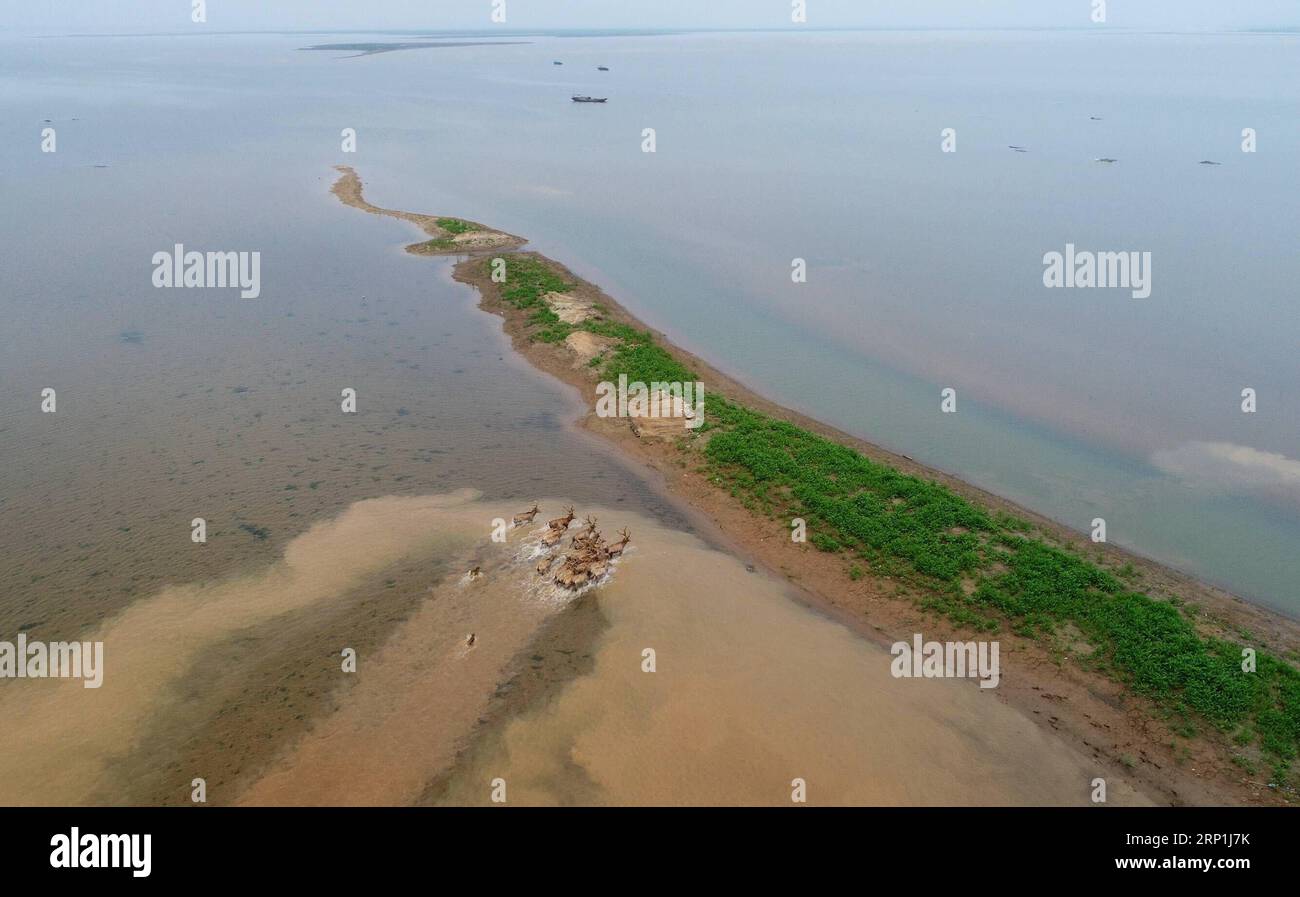 (180708) -- PECHINO, -- foto aerea scattata il 3 aprile 2018 mostra una mandria di cervi milu nella zona umida del lago Poyang nella provincia dello Jiangxi della Cina orientale. La Cina, con una superficie umida totale di 53,6 milioni di ettari, si colloca al primo posto in Asia e al quarto posto nel mondo, sono stati mostrati dati ufficiali. Le statistiche sono state pubblicate dall'Amministrazione Nazionale forestale e prateria alla Conferenza annuale globale Eco Forum tenutasi nella provincia di Guizhou nella Cina sud-occidentale. Secondo l'amministrazione, la Cina ha 57 zone umide di importanza internazionale, 602 riserve naturali di zone umide e 898 parchi nazionali di zone umide. In TH Foto Stock