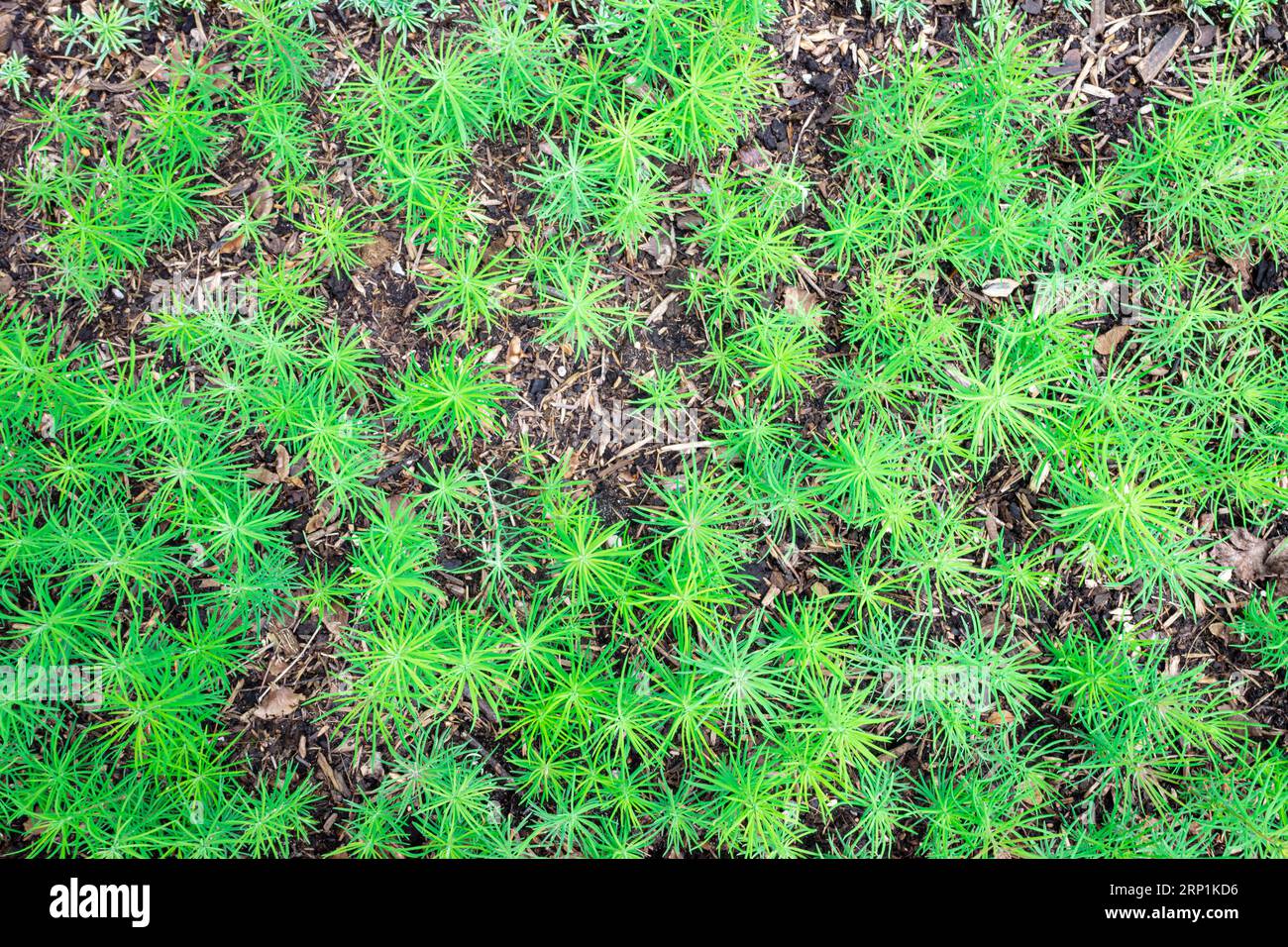 Vista dall'alto di un letto di semi con giovani piantine di larice Foto Stock