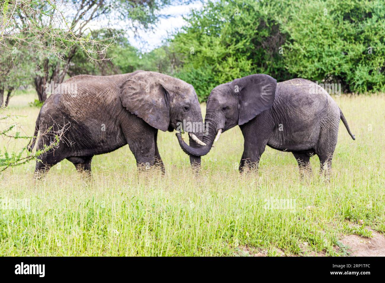 Due elefanti africani impegnati in un alterco fisico, in piedi su un'erba lussureggiante con alberi sullo sfondo Foto Stock
