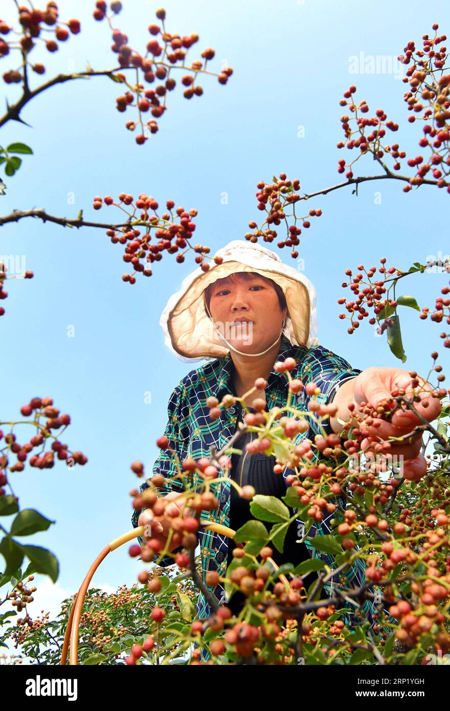 (180807) - ZIBO, 7 agosto 2018 (Xinhua) -- Un abitante del villaggio vende pepe nel villaggio di Chaijiazhuang, contea di Yiyuan, città di Zibo, provincia di Shandong della Cina orientale, 7 agosto 2018. (Xinhua/Zhao Dongshan)(wyo) CINA-SHANDONG-INIZIO DEL RACCOLTO AUTUNNALE (CN) PUBLICATIONxNOTxINxCHN Foto Stock