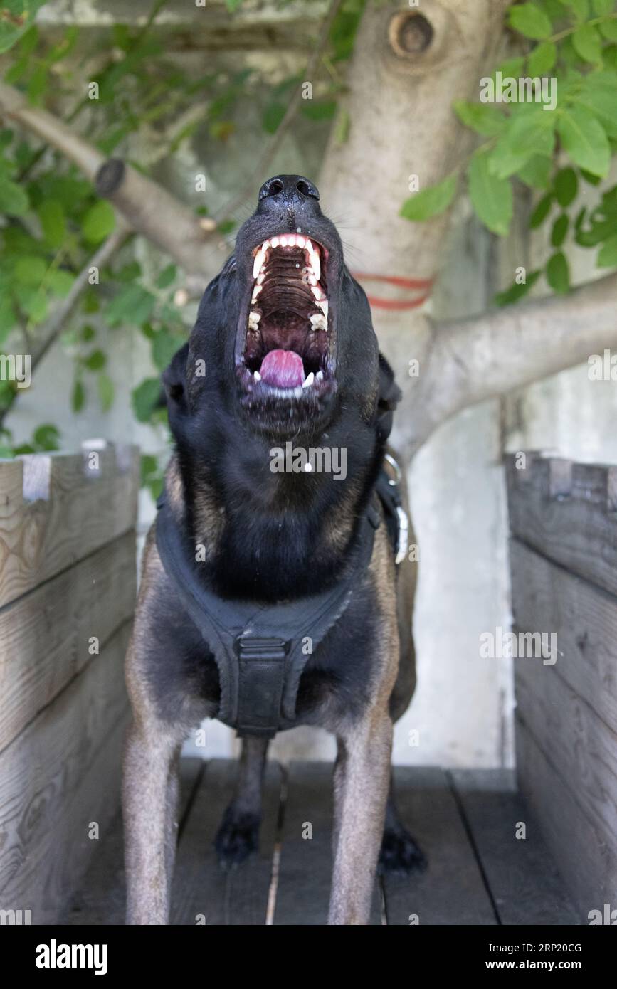 Bellissimo cane aggressivo e arrabbiato, il pastore belga Malinois prende i vestiti del criminale. Addestramento per cani di servizio. Il cane morde i vestiti. Attacco arrabbiato. Denti malvagi dentro Foto Stock