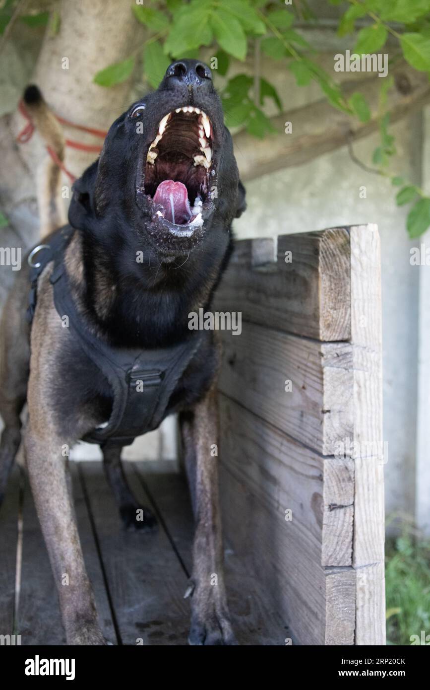 Bellissimo cane aggressivo e arrabbiato, il pastore belga Malinois prende i vestiti del criminale. Addestramento per cani di servizio. Il cane morde i vestiti. Attacco arrabbiato. Denti malvagi dentro Foto Stock