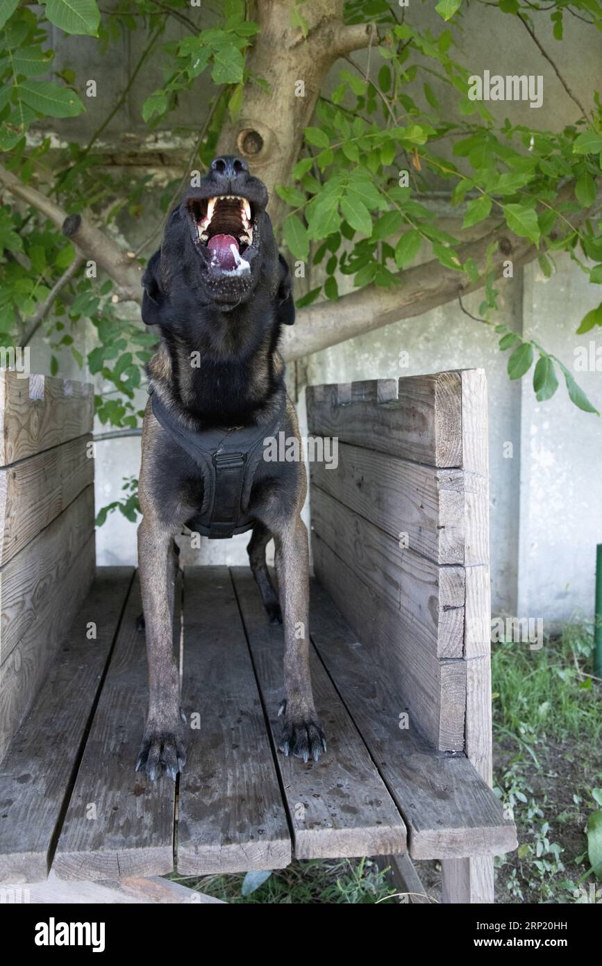Bellissimo cane aggressivo e arrabbiato, il pastore belga Malinois prende i vestiti del criminale. Addestramento per cani di servizio. Il cane morde i vestiti. Attacco arrabbiato. Denti malvagi dentro Foto Stock