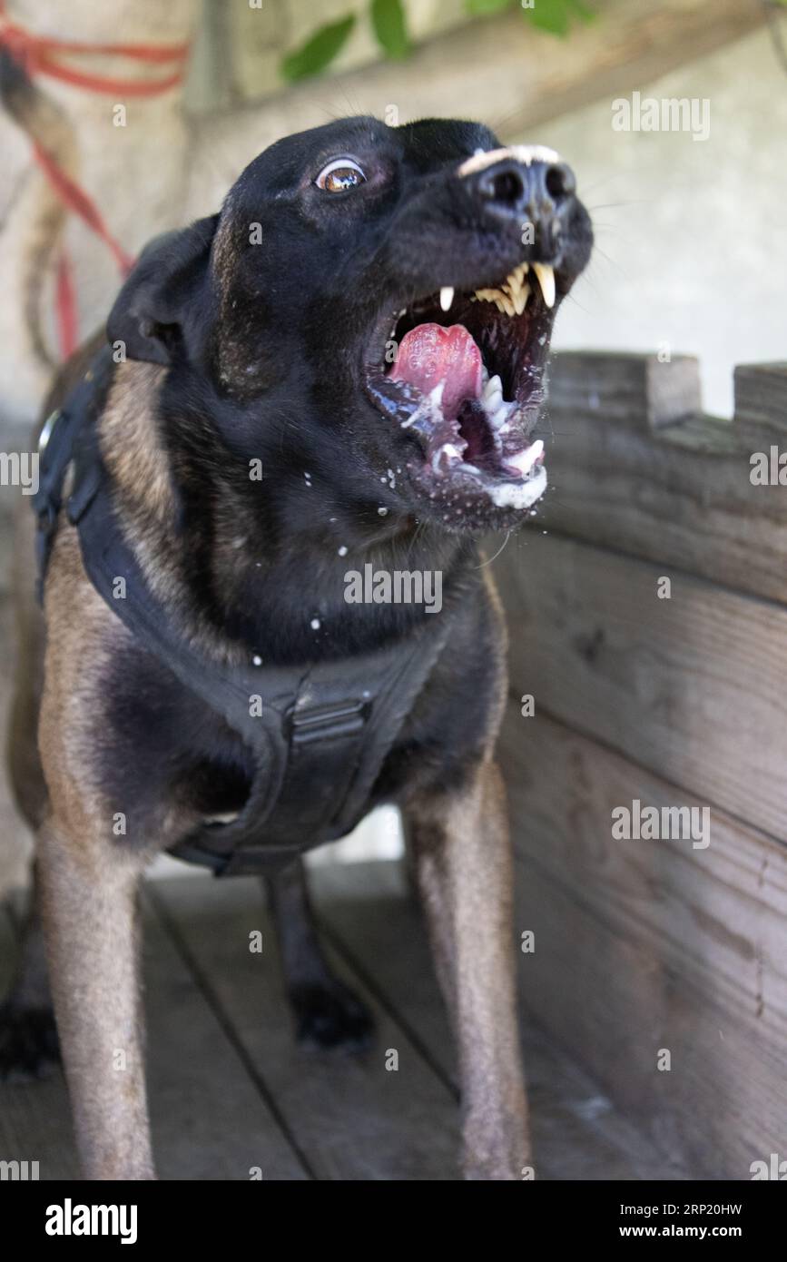 Bellissimo cane aggressivo e arrabbiato, il pastore belga Malinois prende i vestiti del criminale. Addestramento per cani di servizio. Il cane morde i vestiti. Attacco arrabbiato. Denti malvagi dentro Foto Stock