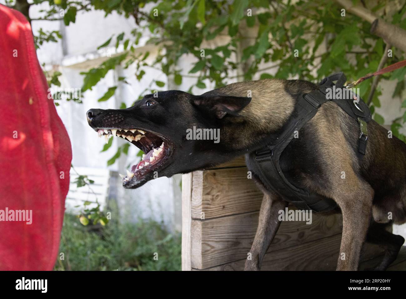 Bellissimo cane aggressivo e arrabbiato, il pastore belga Malinois prende i vestiti del criminale. Addestramento per cani di servizio. Il cane morde i vestiti. Attacco arrabbiato. Denti malvagi dentro Foto Stock