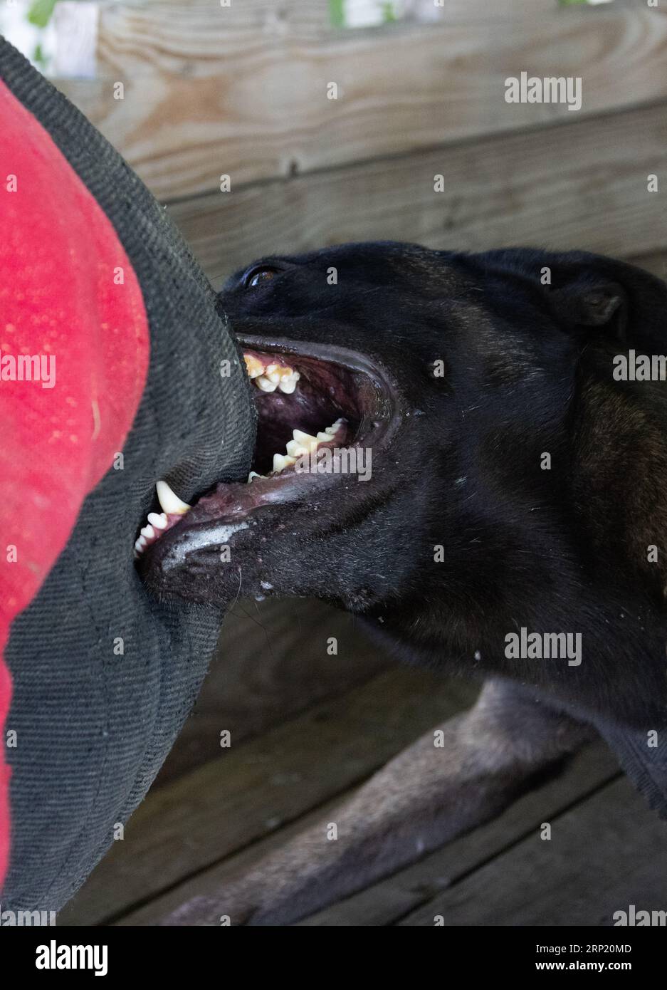 Bellissimo cane aggressivo e arrabbiato, il pastore belga Malinois prende i vestiti del criminale. Addestramento per cani di servizio. Il cane morde i vestiti. Attacco arrabbiato. Denti malvagi dentro Foto Stock