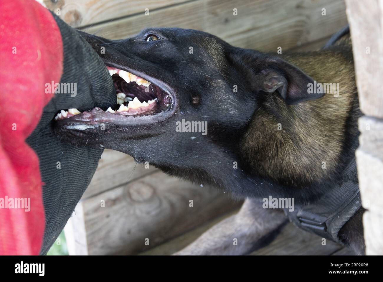 Bellissimo cane aggressivo e arrabbiato, il pastore belga Malinois prende i vestiti del criminale. Addestramento per cani di servizio. Il cane morde i vestiti. Attacco arrabbiato. Denti malvagi dentro Foto Stock
