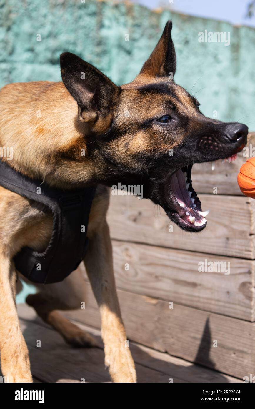 Bellissimo cane aggressivo e arrabbiato, il pastore belga Malinois prende i vestiti del criminale. Addestramento per cani di servizio. Il cane morde i vestiti. Attacco arrabbiato. Denti malvagi dentro Foto Stock
