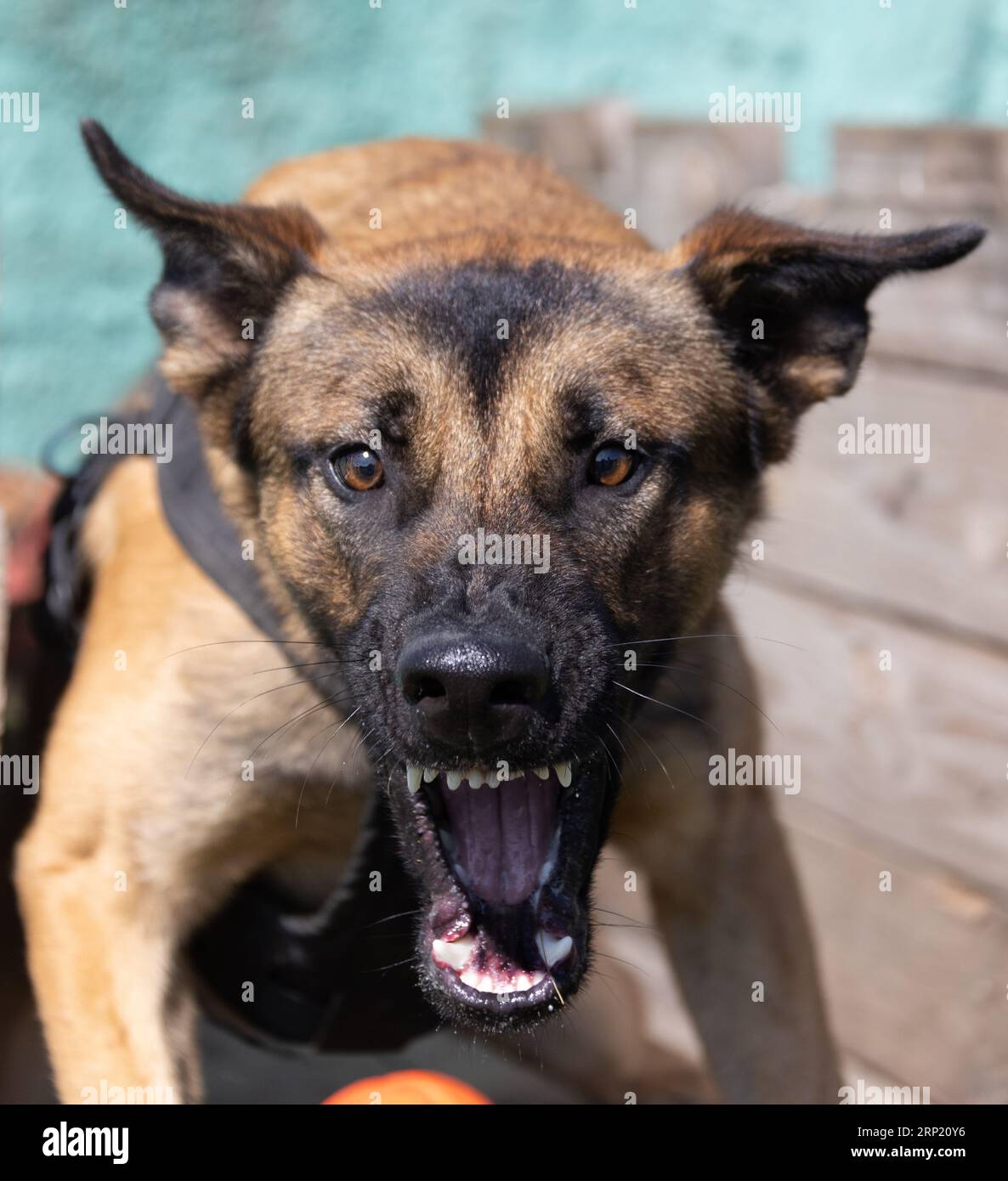 Bellissimo cane aggressivo e arrabbiato, il pastore belga Malinois prende i vestiti del criminale. Addestramento per cani di servizio. Il cane morde i vestiti. Attacco arrabbiato. Denti malvagi dentro Foto Stock