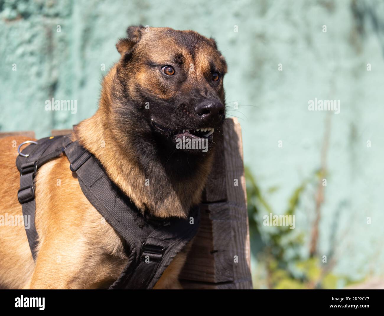 Bellissimo cane aggressivo e arrabbiato, il pastore belga Malinois prende i vestiti del criminale. Addestramento per cani di servizio. Il cane morde i vestiti. Attacco arrabbiato. Denti malvagi dentro Foto Stock
