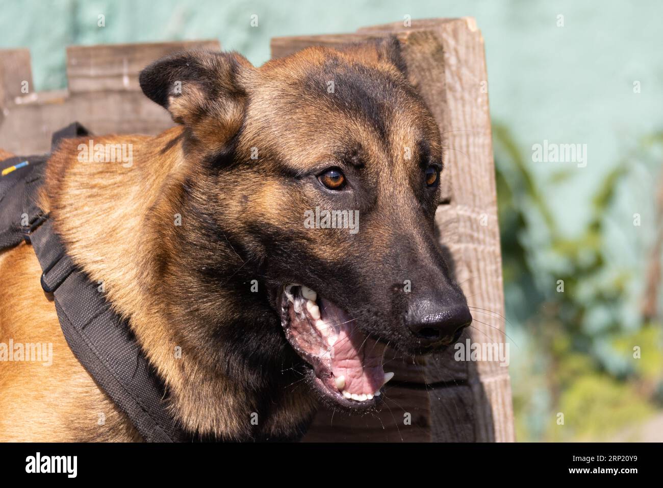 Bellissimo cane aggressivo e arrabbiato, il pastore belga Malinois prende i vestiti del criminale. Addestramento per cani di servizio. Il cane morde i vestiti. Attacco arrabbiato. Denti malvagi dentro Foto Stock