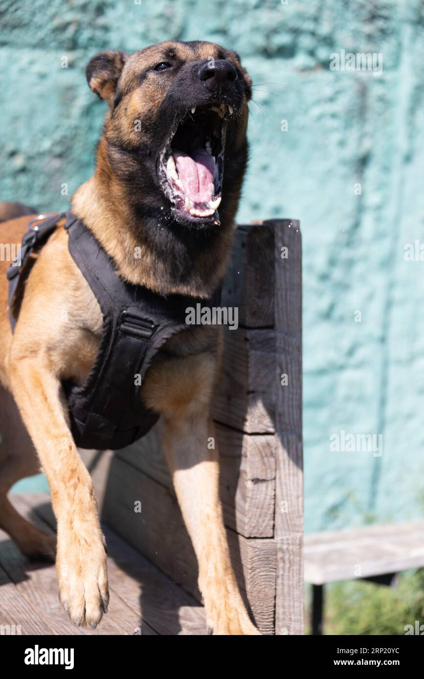Bellissimo cane aggressivo e arrabbiato, il pastore belga Malinois prende i vestiti del criminale. Addestramento per cani di servizio. Il cane morde i vestiti. Attacco arrabbiato. Denti malvagi dentro Foto Stock