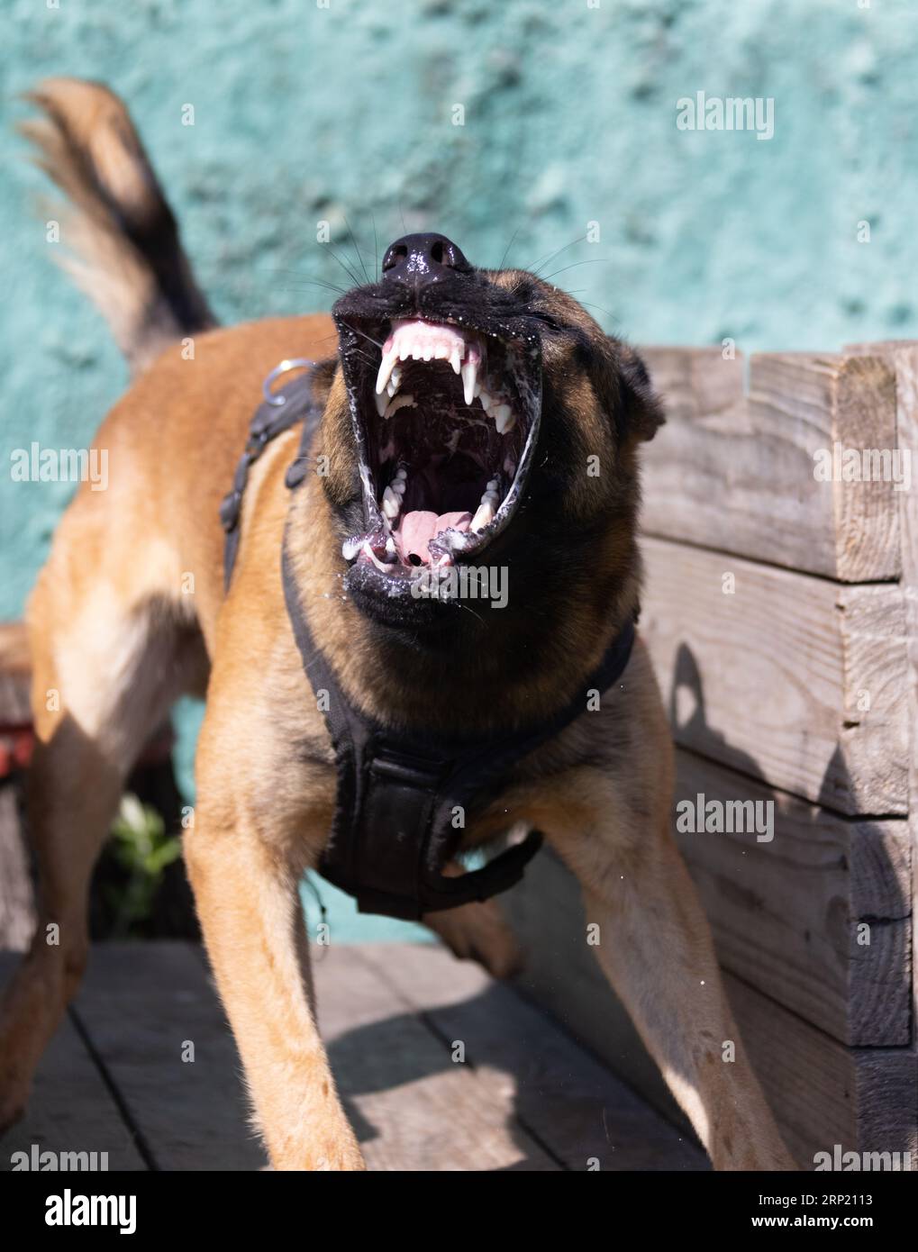 Bellissimo cane aggressivo e arrabbiato, il pastore belga Malinois prende i vestiti del criminale. Addestramento per cani di servizio. Il cane morde i vestiti. Attacco arrabbiato. Denti malvagi dentro Foto Stock