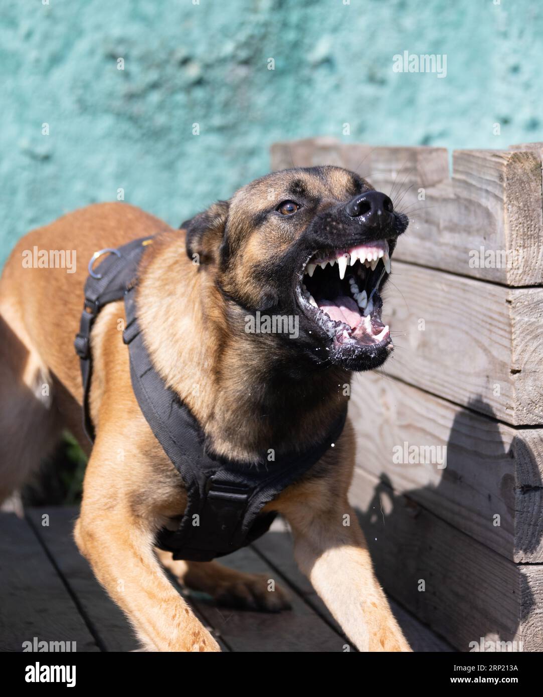 Bellissimo cane aggressivo e arrabbiato, il pastore belga Malinois prende i vestiti del criminale. Addestramento per cani di servizio. Il cane morde i vestiti. Attacco arrabbiato. Denti malvagi dentro Foto Stock