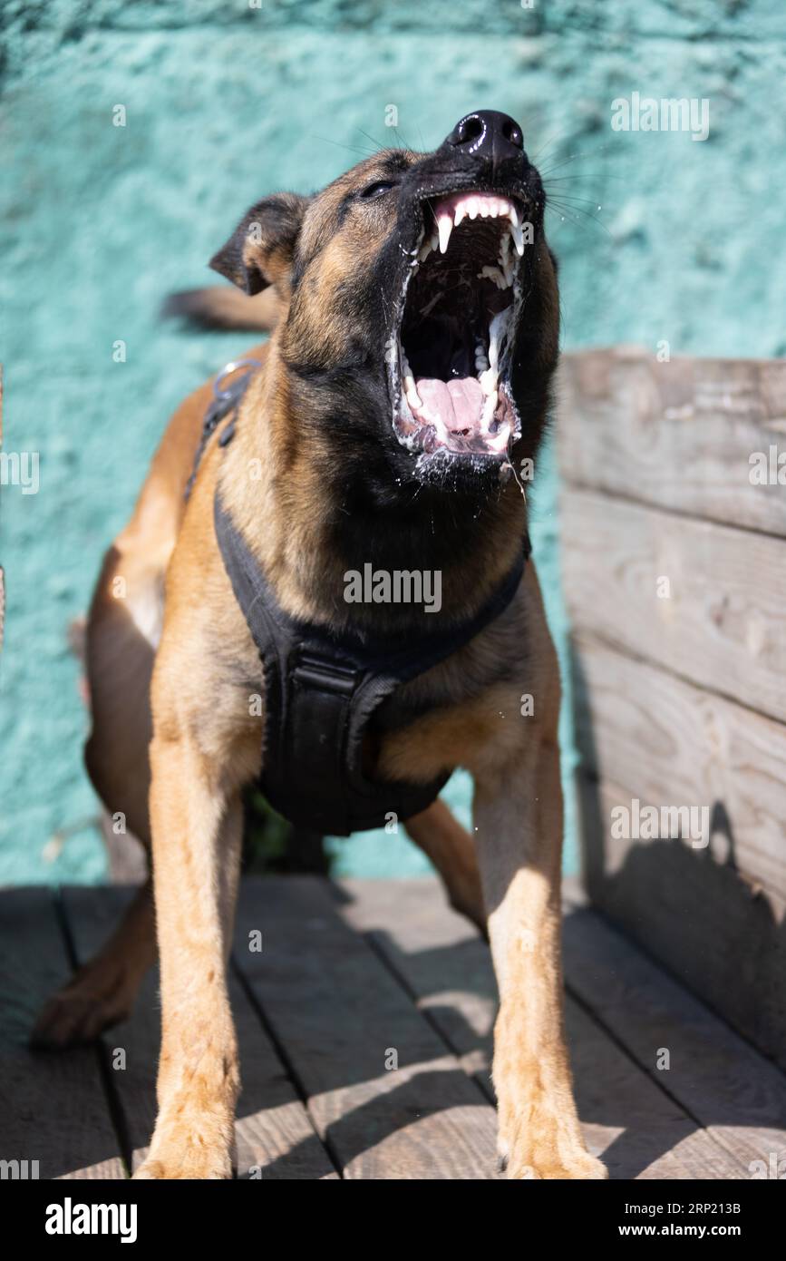 Bellissimo cane aggressivo e arrabbiato, il pastore belga Malinois prende i vestiti del criminale. Addestramento per cani di servizio. Il cane morde i vestiti. Attacco arrabbiato. Denti malvagi dentro Foto Stock