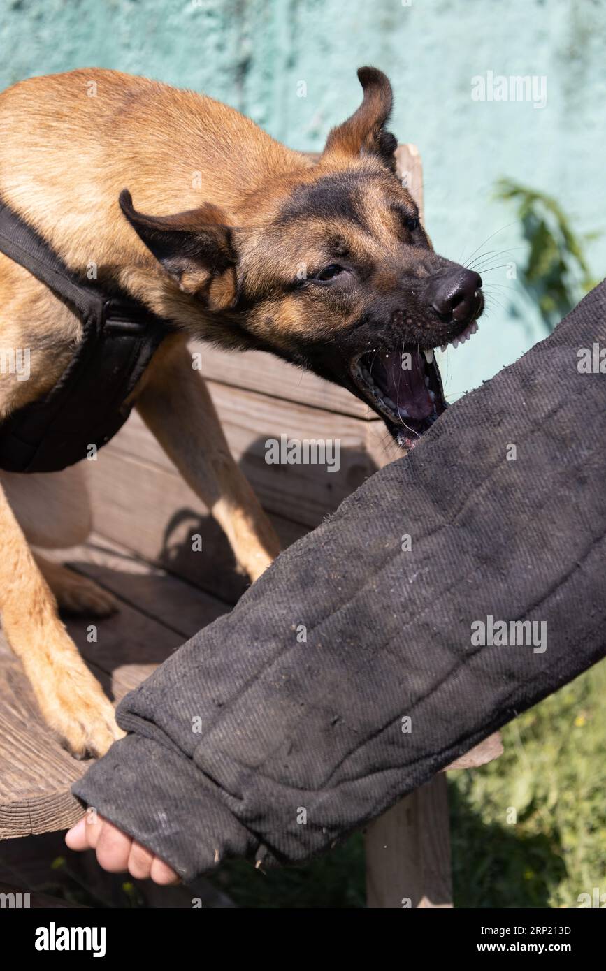 Bellissimo cane aggressivo e arrabbiato, il pastore belga Malinois prende i vestiti del criminale. Addestramento per cani di servizio. Il cane morde i vestiti. Attacco arrabbiato. Denti malvagi dentro Foto Stock