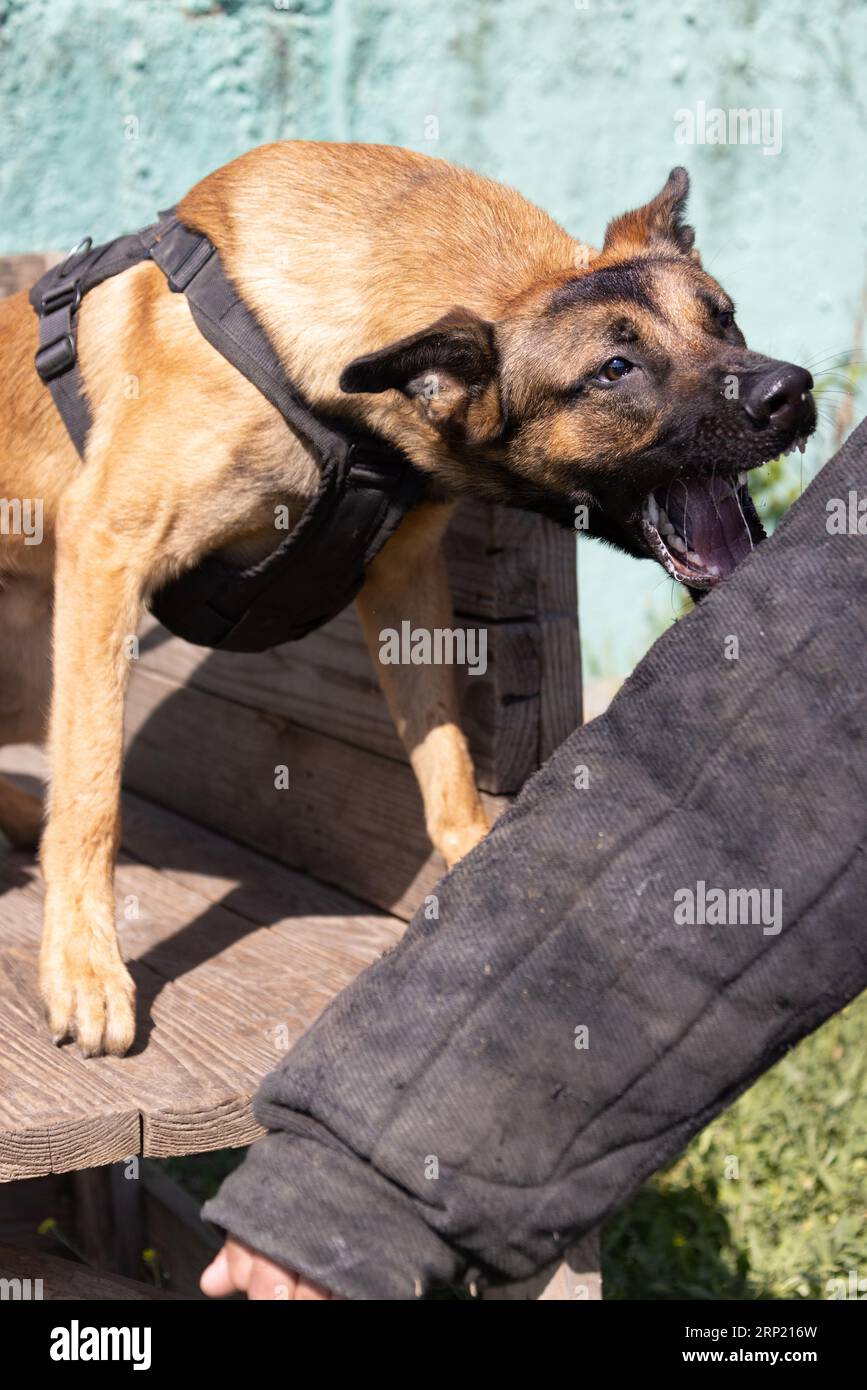 Bellissimo cane aggressivo e arrabbiato, il pastore belga Malinois prende i vestiti del criminale. Addestramento per cani di servizio. Il cane morde i vestiti. Attacco arrabbiato. Denti malvagi dentro Foto Stock