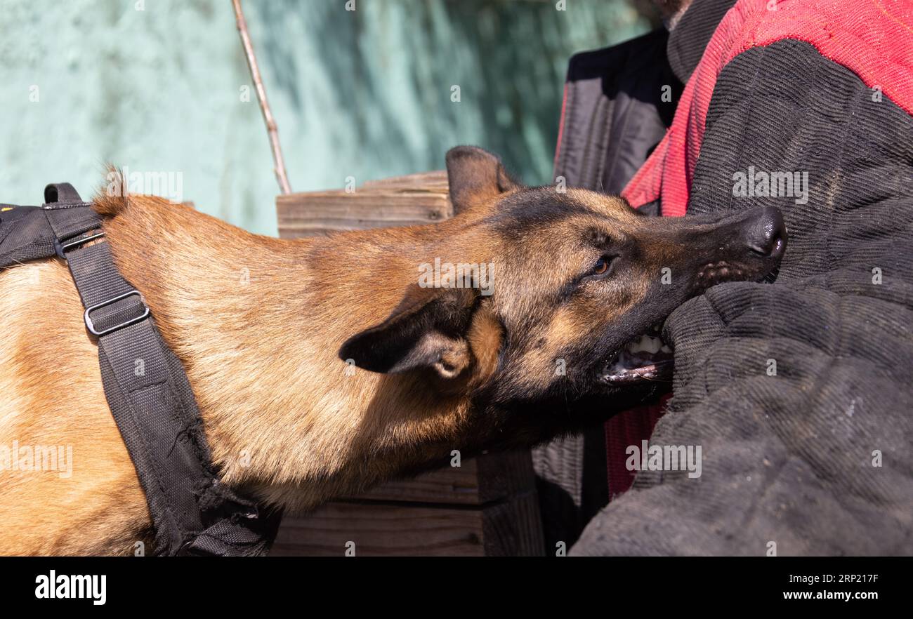 Bellissimo cane aggressivo e arrabbiato, il pastore belga Malinois prende i vestiti del criminale. Addestramento per cani di servizio. Il cane morde i vestiti. Attacco arrabbiato. Denti malvagi dentro Foto Stock