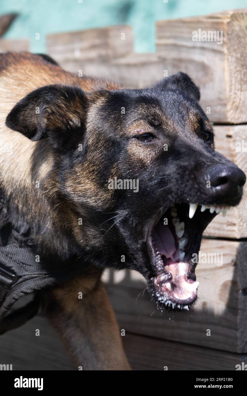 Bellissimo cane aggressivo e arrabbiato, il pastore belga Malinois prende i vestiti del criminale. Addestramento per cani di servizio. Il cane morde i vestiti. Attacco arrabbiato. Denti malvagi dentro Foto Stock