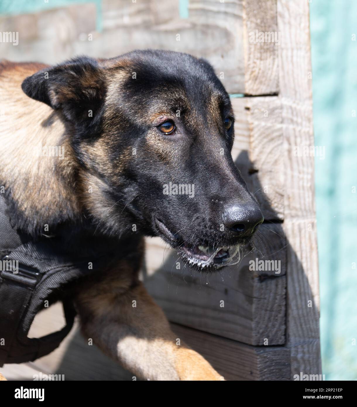 Bellissimo cane aggressivo e arrabbiato, il pastore belga Malinois prende i vestiti del criminale. Addestramento per cani di servizio. Il cane morde i vestiti. Attacco arrabbiato. Denti malvagi dentro Foto Stock
